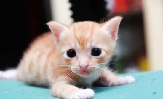 How to hand-feed newborn kittens