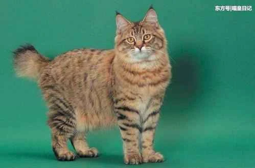 Will a cat hold a grudge if you step on it?