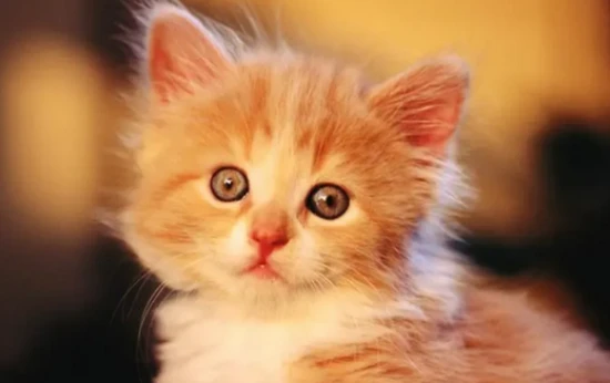 The cat suddenly started panting like it had asthma.