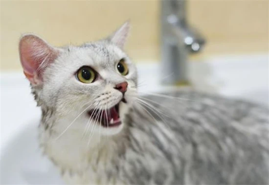 Why don't cats like to play with people?