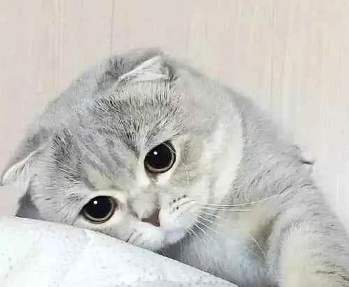 What are the symptoms of a cat in heat?