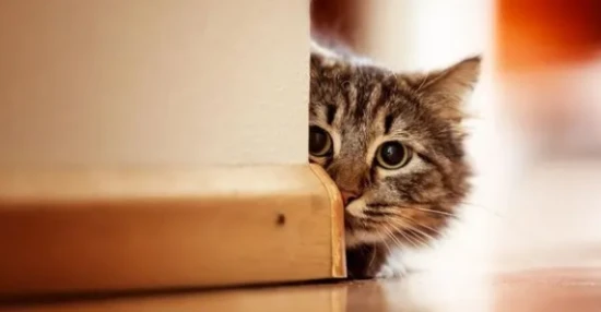 Why do cats enjoy watching humans engage in intimate behavior?