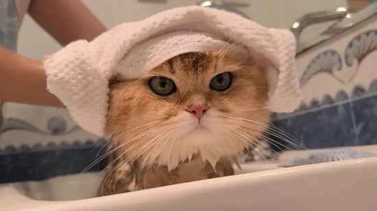 Getting your cat to cooperate during a bath isn't difficult!