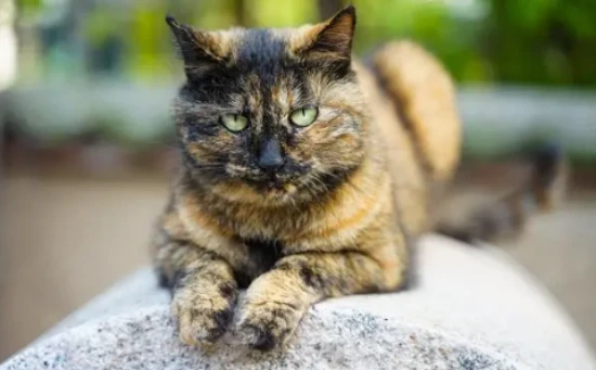 What does it mean if a cat sleeps next to a pillow?