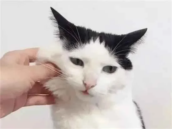 Essential Cat Care Tips: 30 Cat Facts for Beginners