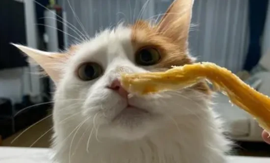 Can cats eat dried squid?