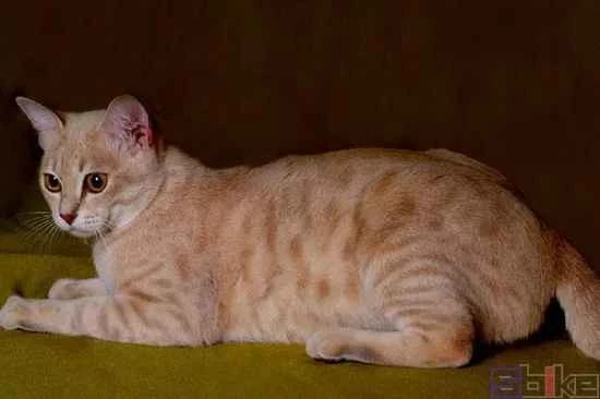 My cat vomited and refused to eat after I changed its cat food.