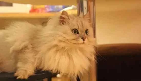 What is a normal body temperature for a cat in winter?