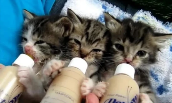 Can kittens drink lactose-free milk?