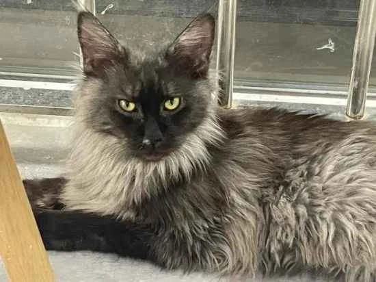 What is the feline triple vaccine and what precautions should be taken when administering it?