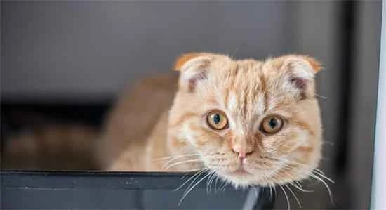 Why do cats like to lick themselves?