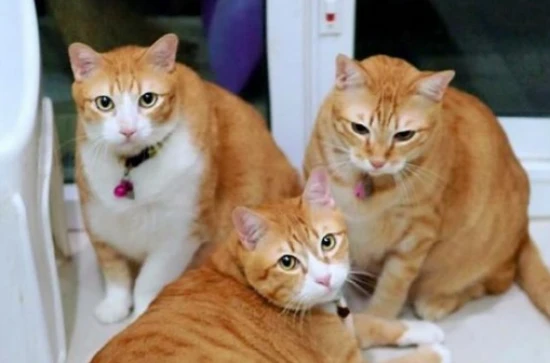 10 early signs of feline depression