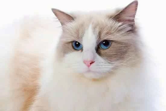 Do you know what vaccinations your cat needs and how to administer them?