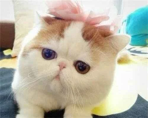 What to do if your cat has pica?