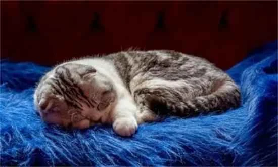 40 Cat Facts: Unlock Your Feline Master's Little Secrets