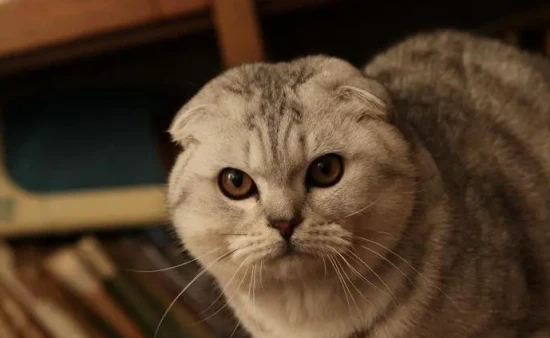 Do cats feel lonely when they are separated from their owners?