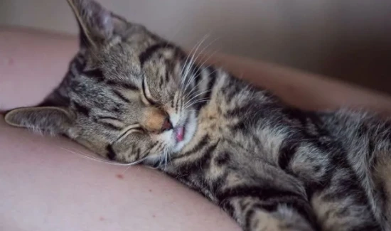 What causes soft stools in cats?