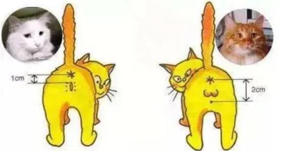 How to tell the sex of adult cats (with pictures)