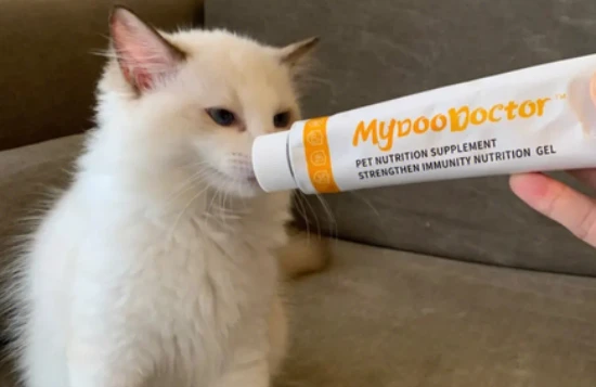 Is it necessary to take cat amine ointment?