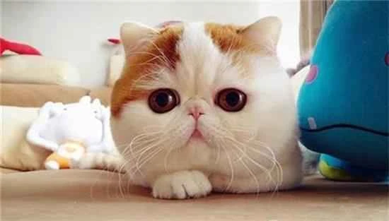 How long after a cat receives a vaccination can it be bathed?