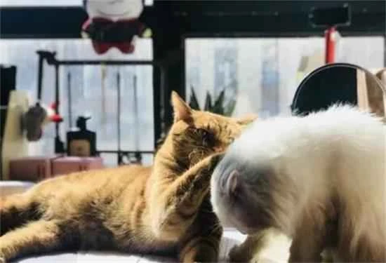 How to get rid of cat odor in the house