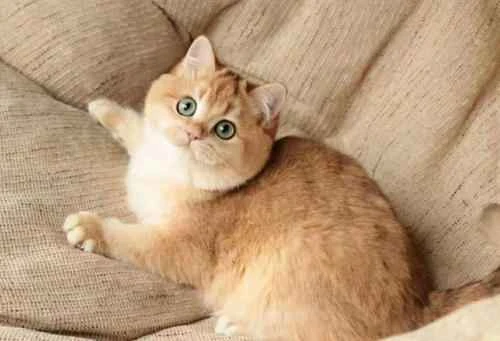 Several common reasons why cats urinate indiscriminately at home