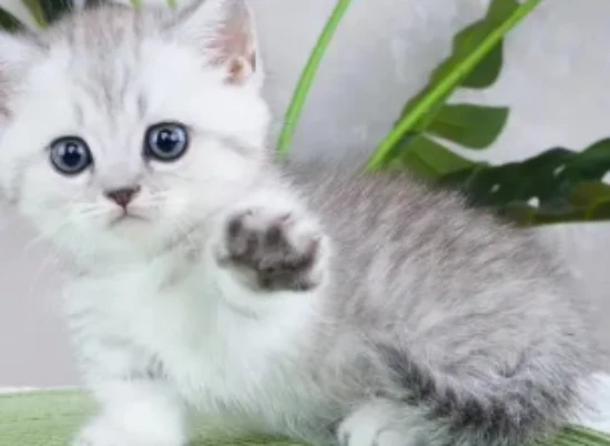 How to easily solve feline pica: Four tips