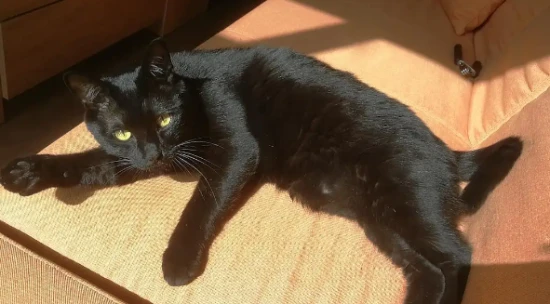 What is the personality of a Bengal cat?