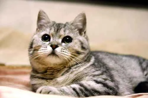 What to do if your house smells bad after getting a cat? Solutions for a smelly house after getting a cat.