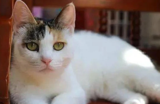 What foods can help reduce shedding in cats?