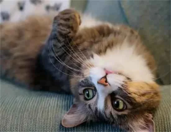 Why does the cat keep circling around you and rubbing against you?