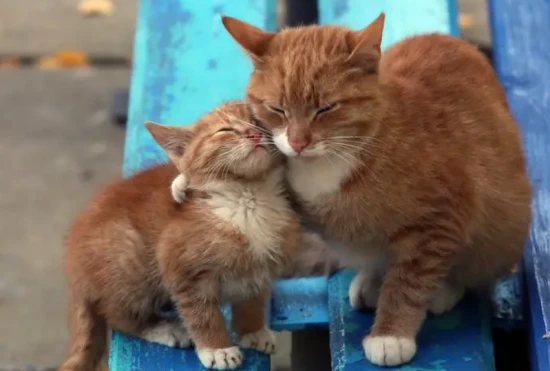 Can two male cats be kept together?