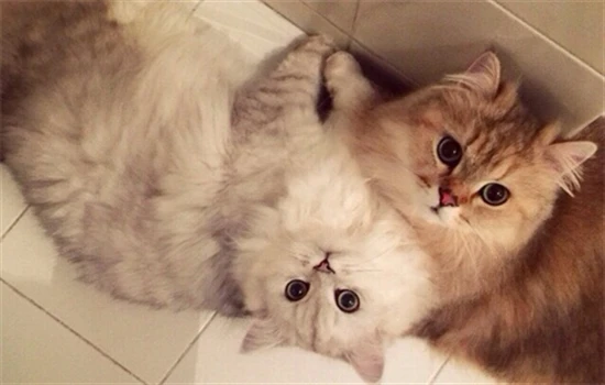 What are some ways to prevent cats from scratching furniture?