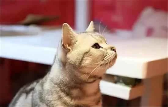 How long does a cat's memory last before it forgets its owner?