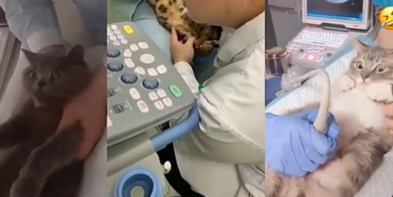 How much does a cat ultrasound cost?