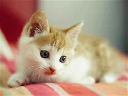 Why do cats forget to retract their tongues?