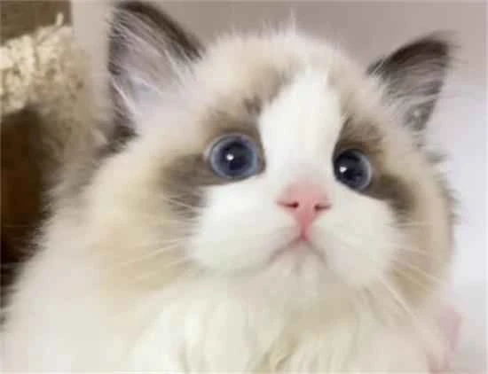 What foods are most nutritious for cats?