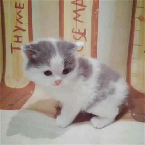 How to care for a cat with asthma?