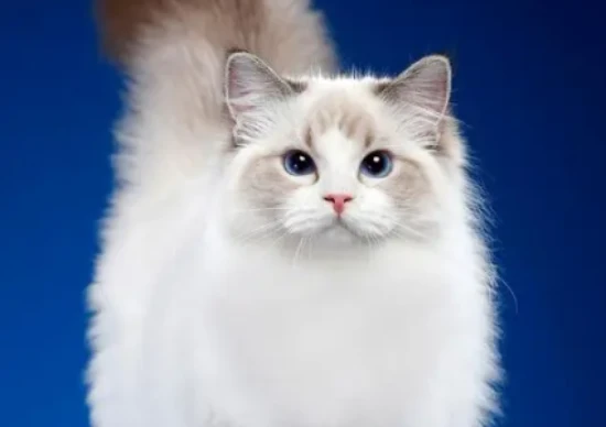 What are the personality traits of a Ragdoll cat?