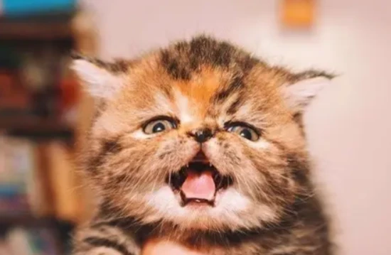 Can cats smell disinfectant?