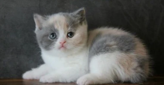 How old is considered an adult for a British Shorthair cat?