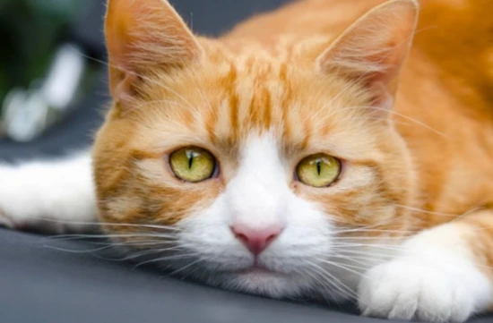 Why do cats pounce on their owner's feet?