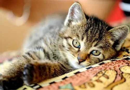 The cat was breathing rapidly in the car.