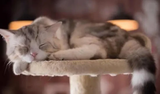Is it okay to try to prevent cats from sleeping during the day?