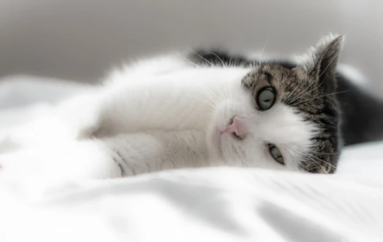 Why do cats suddenly become distant from their owners?