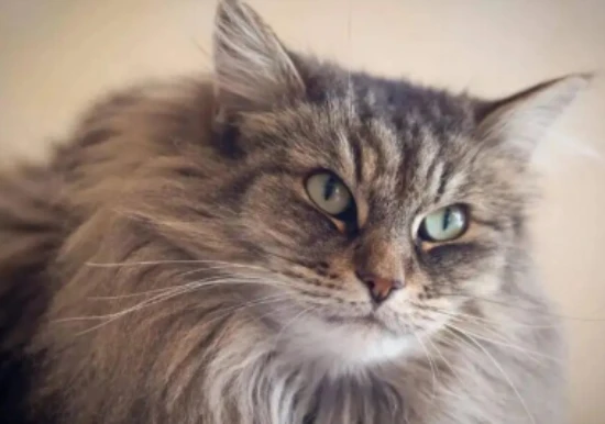 Are Norwegian Forest Cats affectionate?