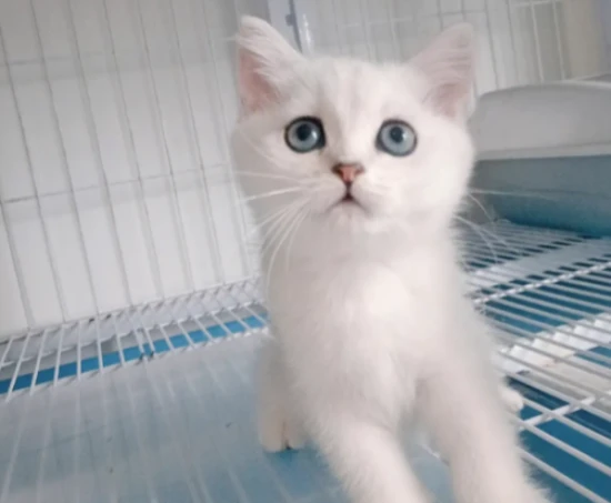 Will the fur of a silver shaded coat turn whiter over time?