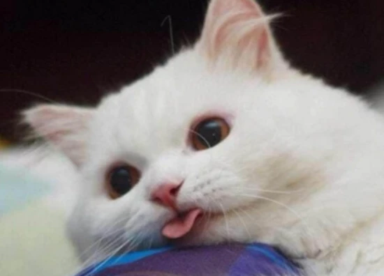 Do cats pant with their tongues out when they're hot?