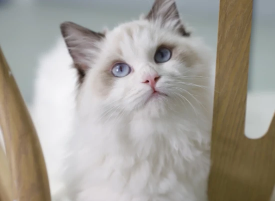 What to do if your cat is frightened