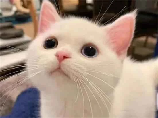 How to get rid of cat hair all over the house?